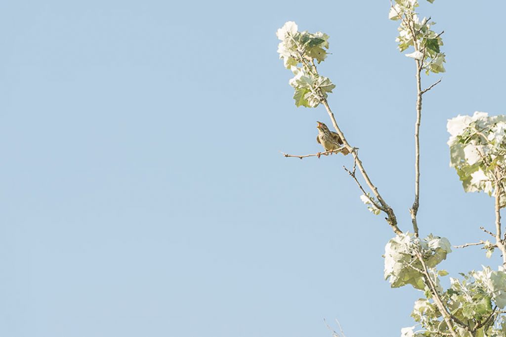 Osservazioni 2017, 3: Strillozzo (Emberiza calandra)